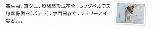 寄生虫 耳ダニ 股関節形成不全 レッグペルテス 膝蓋骨脱臼（パテラ） 泉門開存症 チェリーアイなど。。。