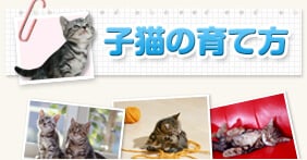 子猫の育て方