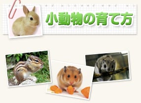 小動物の育て方