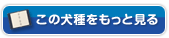 この犬種をもっと見る