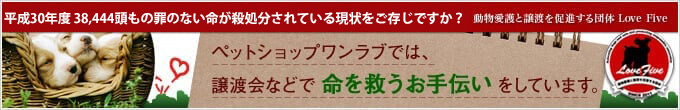 ペットショップワンラブでは、譲渡会などで命を救うお手伝いをしています。動物愛護と譲渡を促進する団体 LoveFive