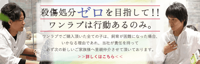 殺傷処分０を目指して！！ワンラブは行動あるのみ。