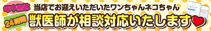 獣医師が相談対応致します