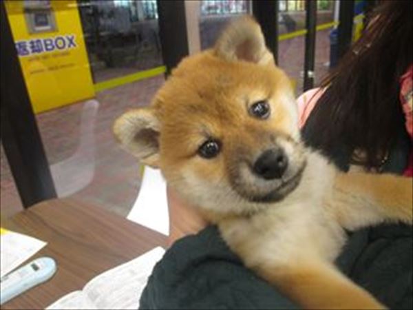 写真