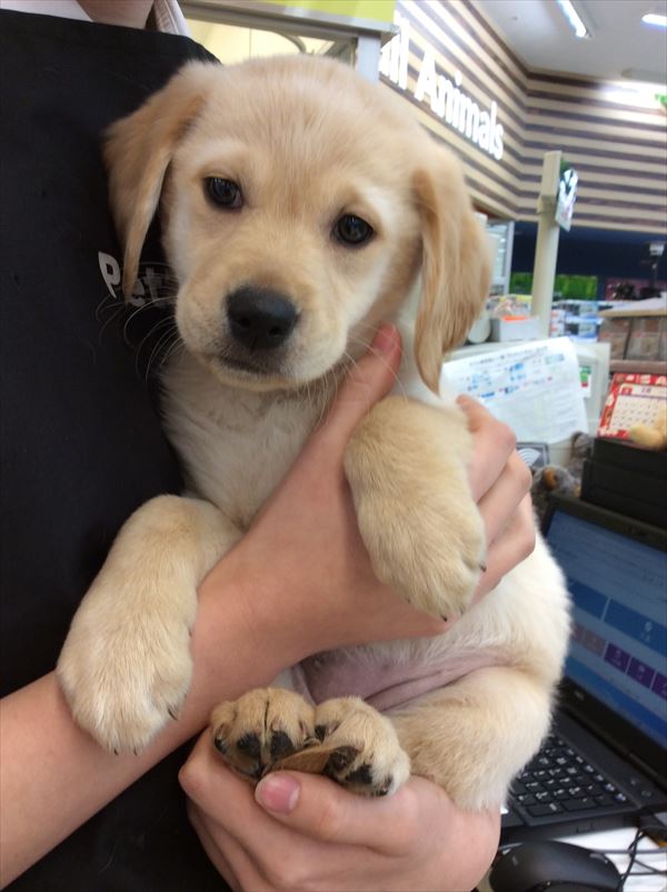 お値下げ❤️子犬（ラブ、ゴールデン、スパニエル）と鴨　額縁入 お値下げ❤️子犬（ラブ、ゴールデン、スパニエル）と鴨 額縁入