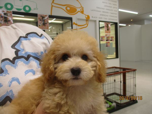 巣立った子犬子猫たち 詳細 愛知県名古屋市のペットショップ ワンラブ