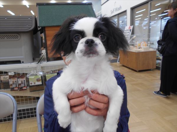 巣立った子犬子猫たち 詳細 愛知県名古屋市のペットショップ ワンラブ