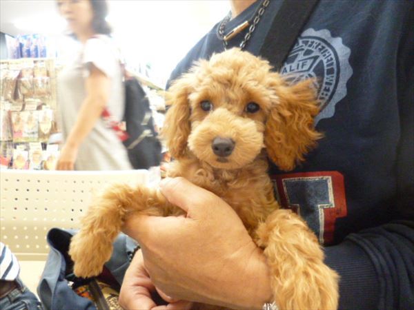巣立った子犬子猫たち 詳細 愛知県名古屋市のペットショップ ワンラブ 巣立った子犬子猫たち 詳細 愛知県名古屋市のペットショップ ワンラブ