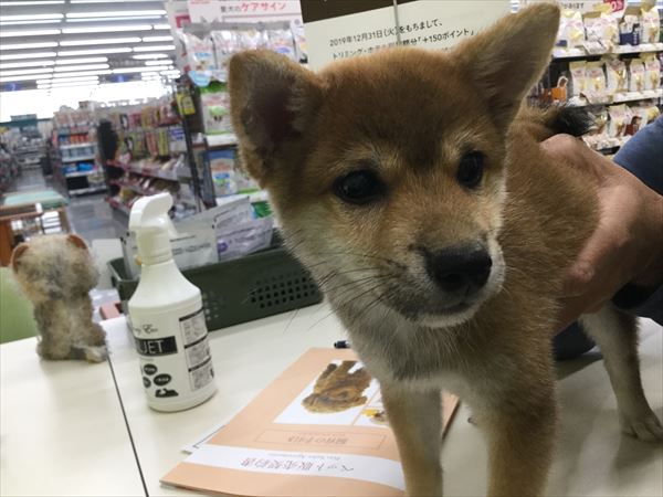 写真