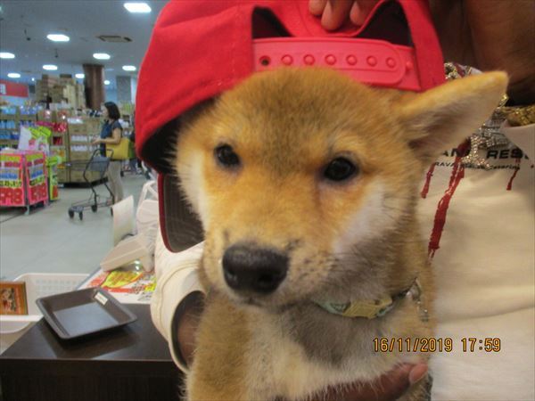 写真