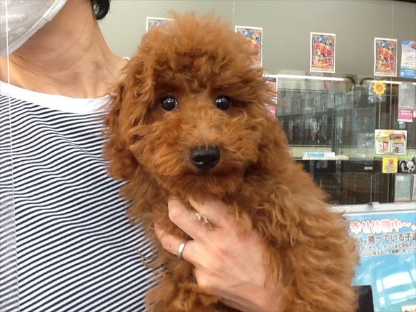 巣立った子犬子猫たち 詳細 愛知県名古屋市のペットショップ ワンラブ 巣立った子犬子猫たち 詳細 愛知県名古屋市のペットショップ ワンラブ