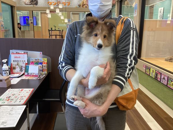 巣立った子犬子猫たち・詳細 愛知県名古屋市のペットショップ