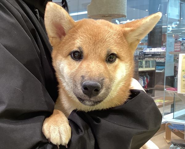 写真