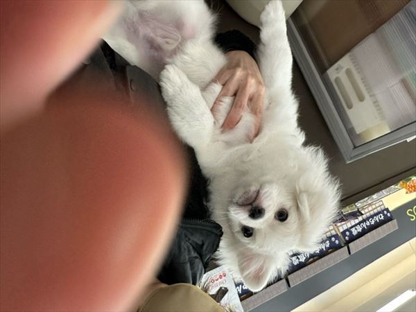 写真