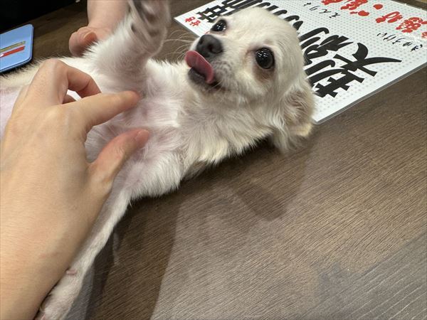 写真