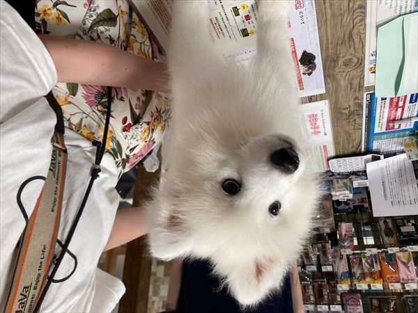 写真