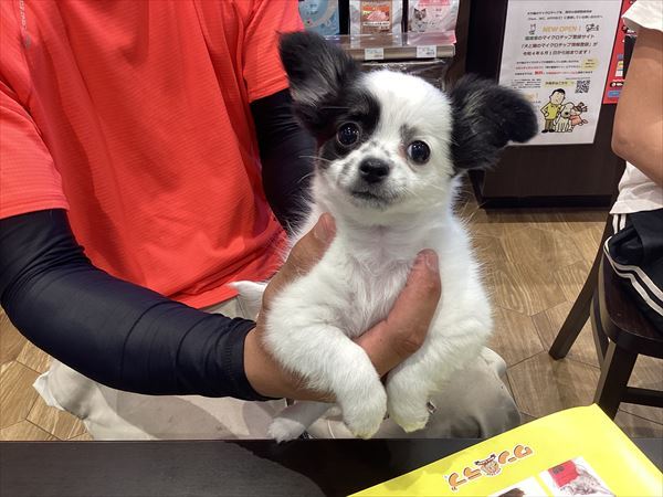 写真