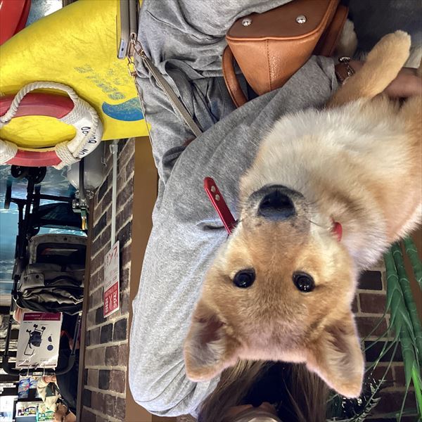 写真