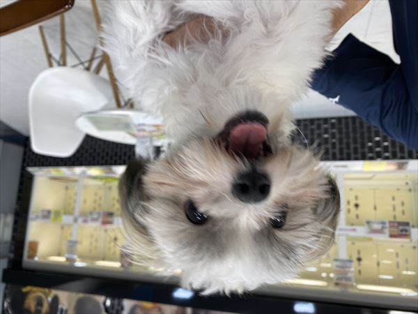 写真
