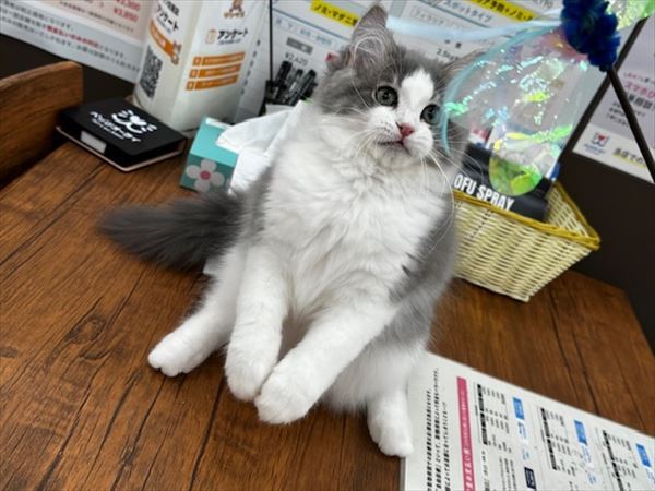 写真