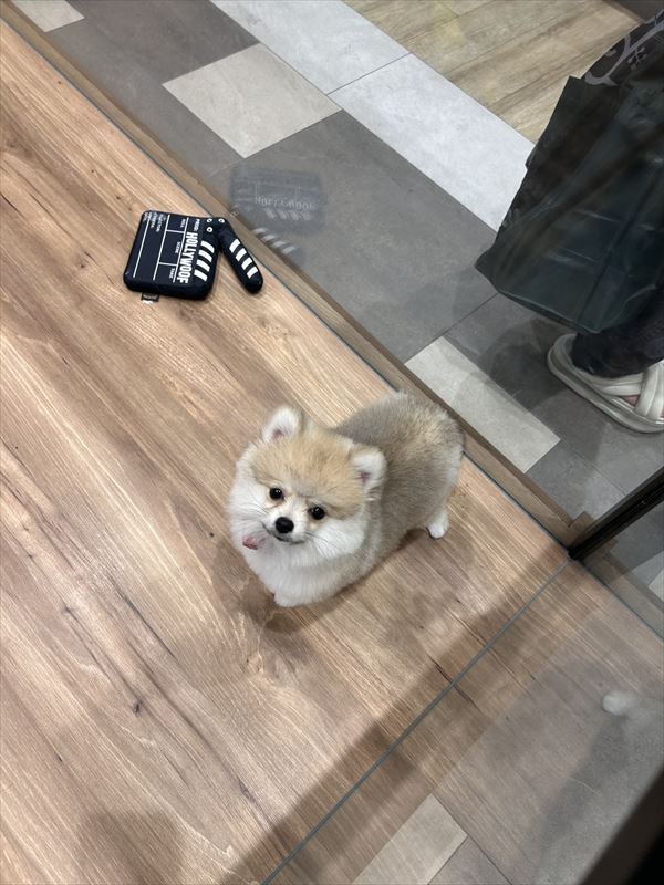 写真