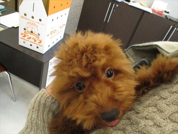 写真