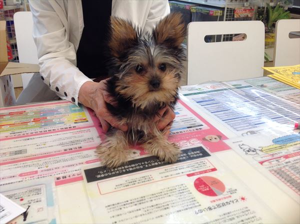 写真