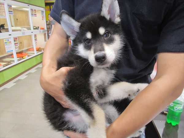 巣立った子犬子猫たち 詳細 愛知県名古屋市のペットショップ ワンラブ 巣立った子犬子猫たち 詳細 愛知県名古屋市のペットショップ ワンラブ
