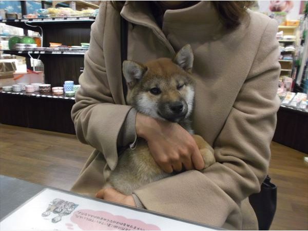 写真