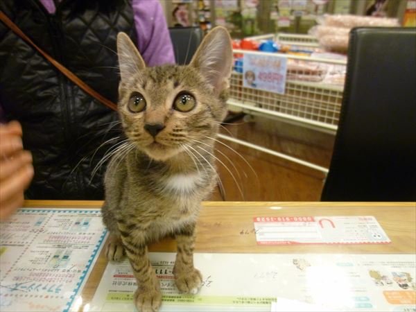 写真