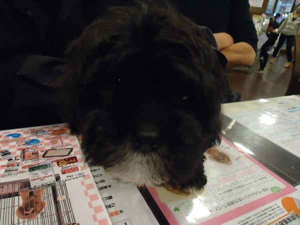 写真