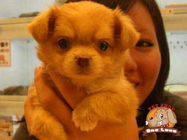 巣立った子犬子猫たち 詳細 愛知県名古屋市のペットショップ ワンラブ 巣立った子犬子猫たち 詳細 愛知県名古屋市のペットショップ ワンラブ