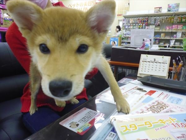 写真