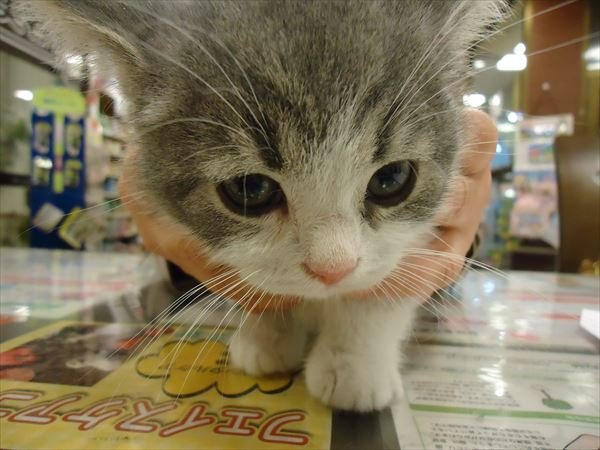 写真