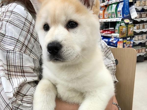巣立った子犬子猫たち 詳細 愛知県名古屋市のペットショップ ワンラブ 巣立った子犬子猫たち 詳細 愛知県名古屋市のペットショップ ワンラブ