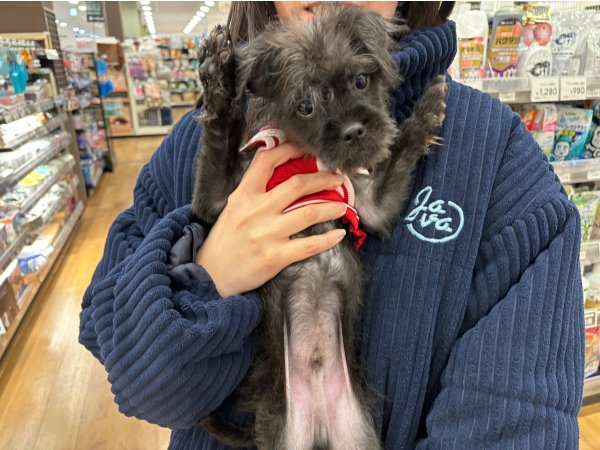 写真