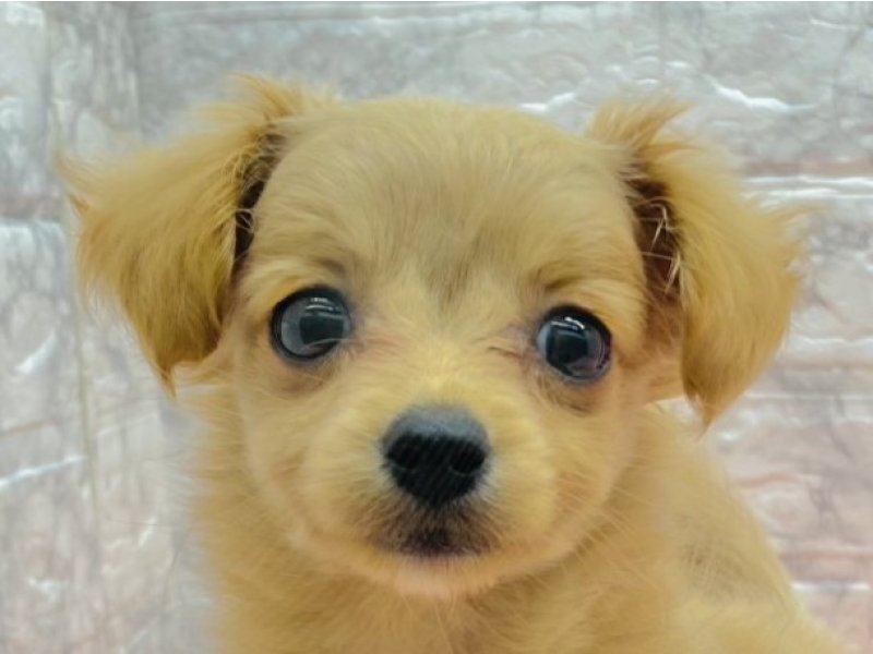 宮崎県のマルックス(マルチーズ×ダックス) (ワンラブホームワイドプラス都城店(FC)/2025年9月7日生まれ/女の子/クリーム)の子犬