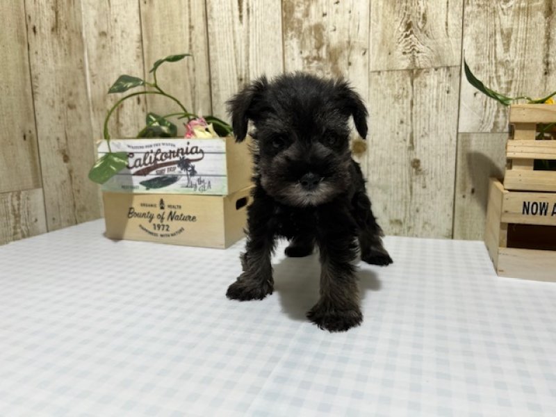 静岡県のミニチュアシュナウザー (ワンラブカインズ浜松市野店(FC)/2025年11月1日生まれ/男の子/ソルトペッパー)の子犬の1枚目の画像