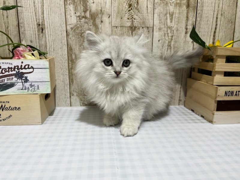 静岡県のペルシャ (ワンラブカインズ浜松市野店(FC)/2025年10月13日生まれ/女の子/チンチラシルバー)の子猫の1枚目の画像