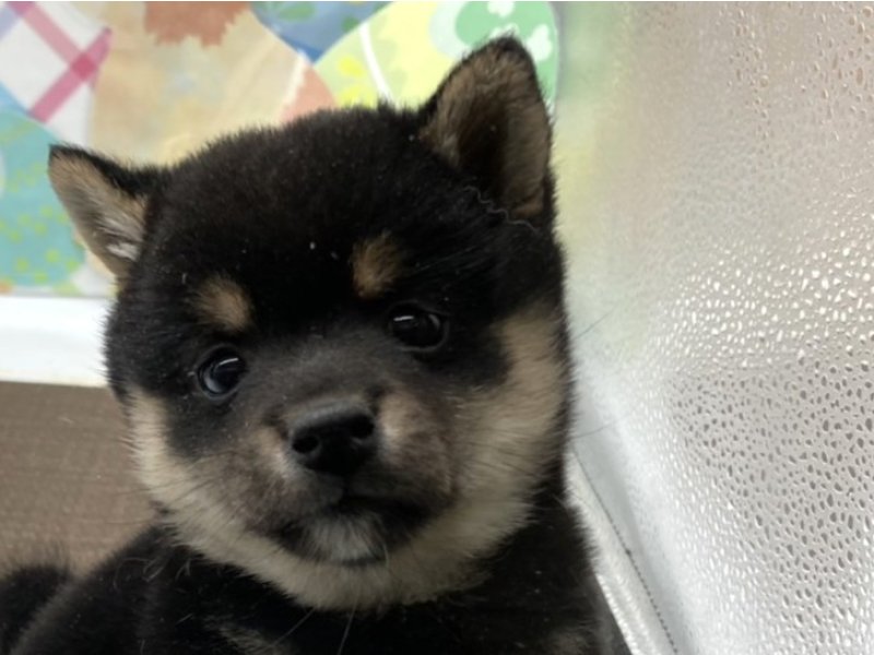 宮崎県の柴犬(標準サイズ) (ワンラブホームワイドプラス都城店(FC)/2025年2月23日生まれ/女の子/黒)の子犬