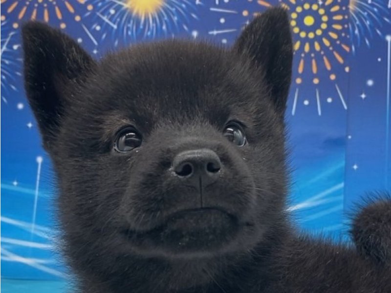 宮崎県の甲斐犬 (ワンラブホームワイドプラス都城店(FC)/2025年6月28日生まれ/女の子/黒虎)の子犬の1枚目の画像
