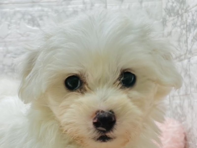 宮崎県のビションフリーゼ (ワンラブホームワイドプラス都城店(FC)/2025年9月7日生まれ/女の子/ホワイト)の子犬の1枚目の画像