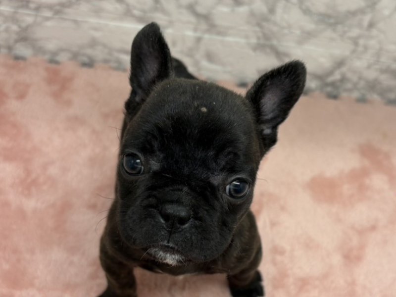宮崎県のフレンチブルドッグ (ワンラブホームワイドプラス都城店(FC)/2025年9月26日生まれ/女の子/ブリンドルホワイト)の子犬の1枚目の画像