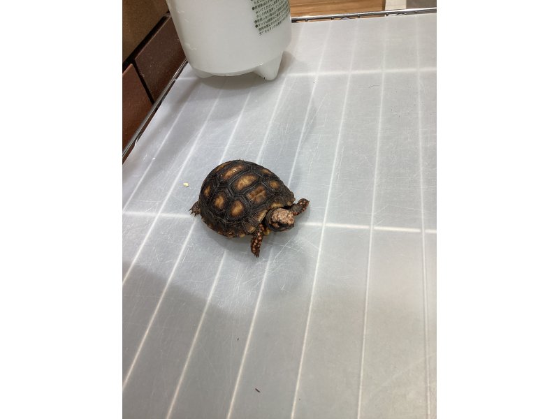 チェリーヘッドアカアシガメ: 種のプロフィール