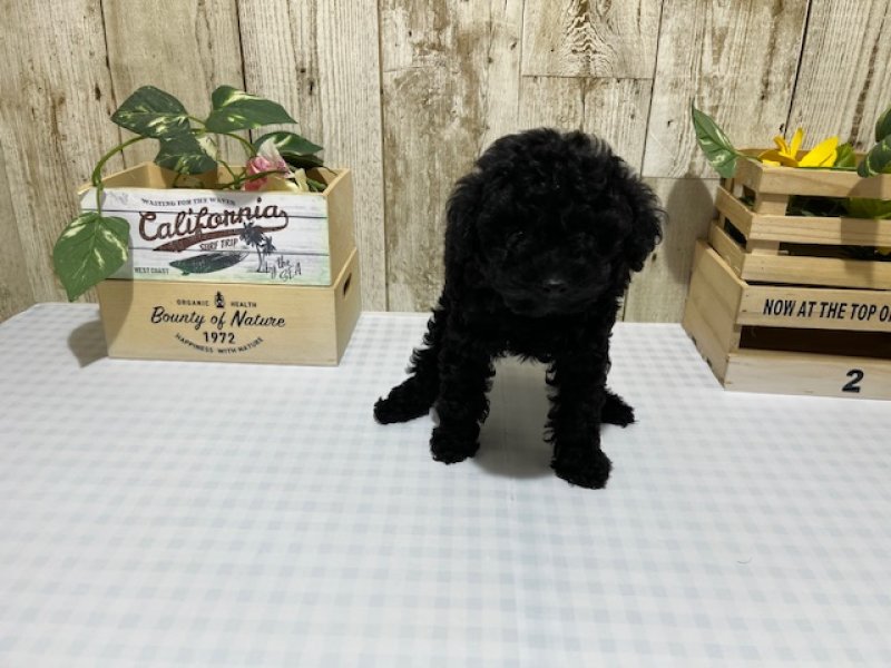 静岡県のトイプードル(トイ) (ワンラブカインズ浜松市野店(FC)/2025年12月12日生まれ/女の子/ブラック)の子犬の1枚目の画像
