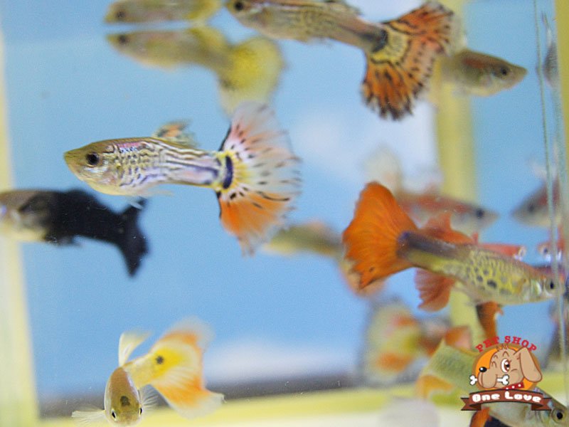 ﾐｯｸｽｸﾞｯﾋﾟｰ 外国産 女の子 アクア販売 詳細 ペットショップ ワンラブ