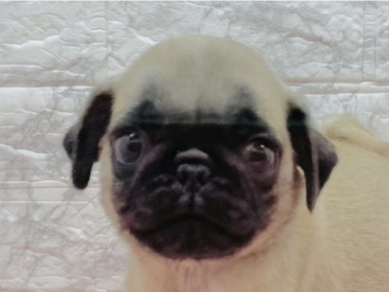 宮崎県のパグ (ワンラブホームワイドプラス都城店(FC)/2025年9月6日生まれ/男の子/フォーン)の子犬