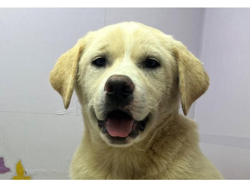 ｺﾞｰﾙﾃﾞﾝ秋田 ｺﾞｰﾙﾃﾞﾝﾚﾄﾘﾊﾞｰ 秋田犬 クリーム 女の子 子犬販売 詳細 ペットショップ ワンラブ