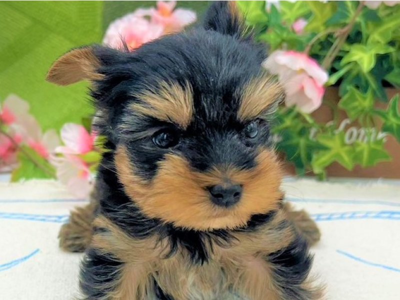 ヨークシャーテリア ヨーキー スティールブルータン 男の子 子犬販売 詳細 ペットショップ ワンラブ