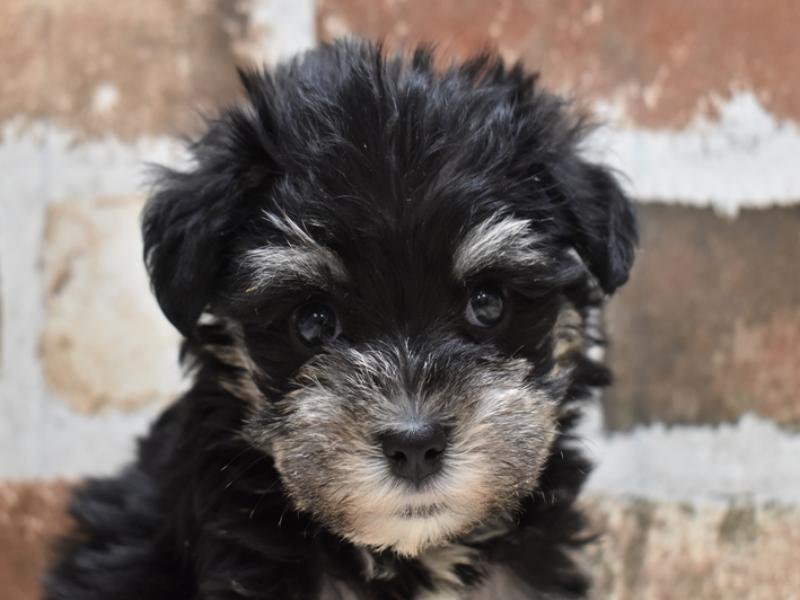 あん様♥️マルチーズ シュナウザー ウエスティ ウェルカムボード